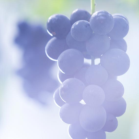 ぶどうイメージ