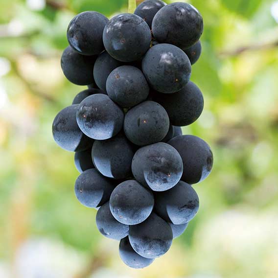 ナガノパープル画像