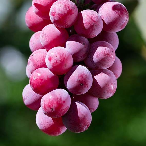 クィーンニーナ画像