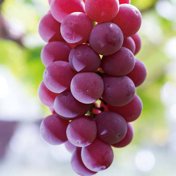 シナノスマイル画像