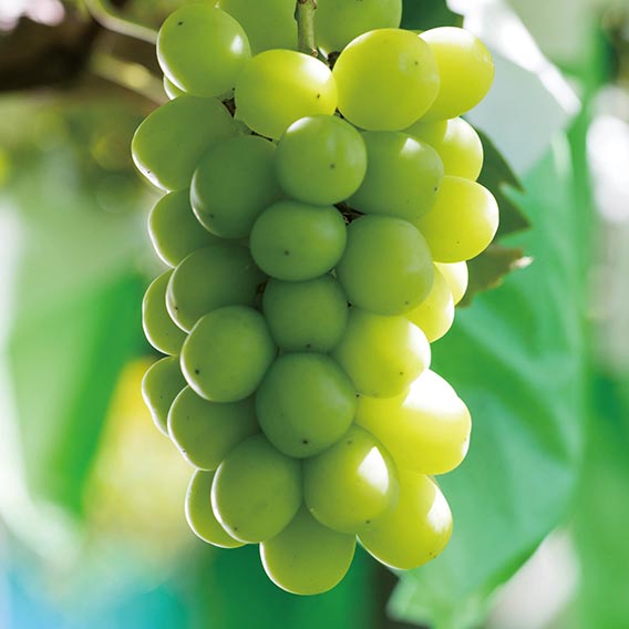 シャインマスカット画像