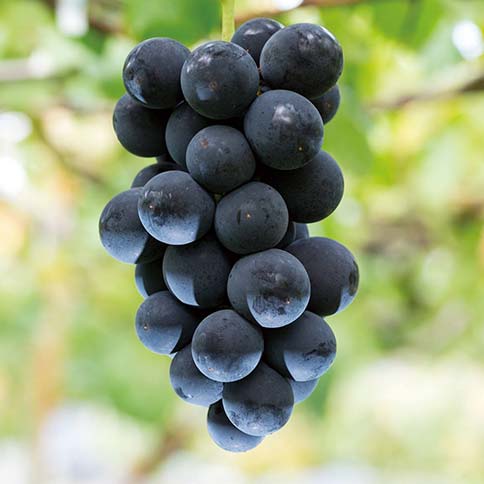 ナガノパープル画像