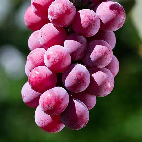 クィーンニーナ画像