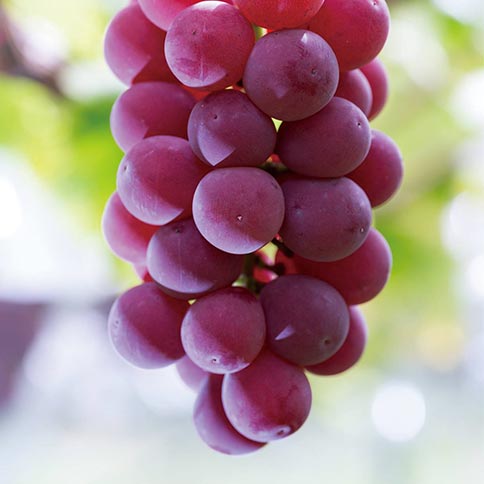 シナノスマイル画像