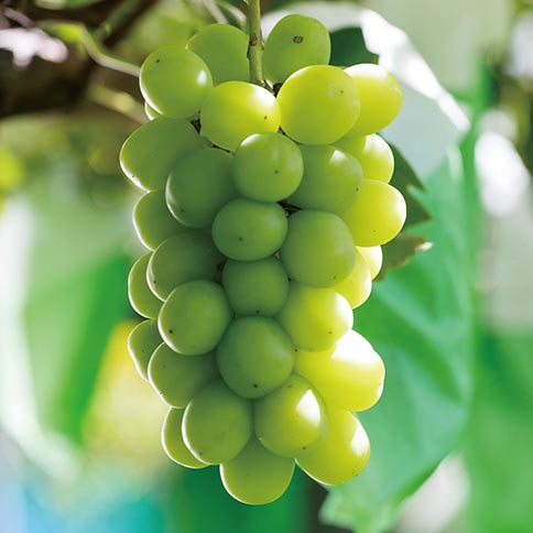 シャインマスカット画像